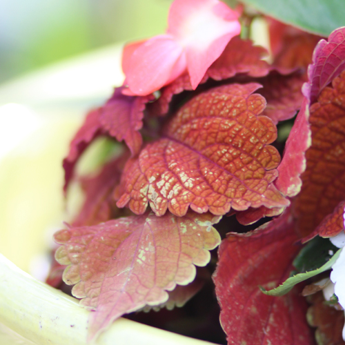 coleus for shade