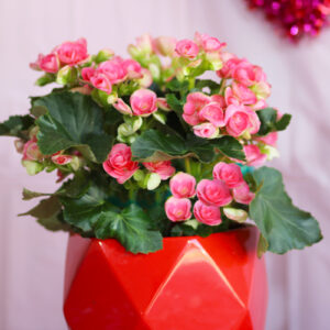rieger begonia