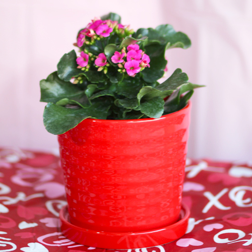 kalanchoe