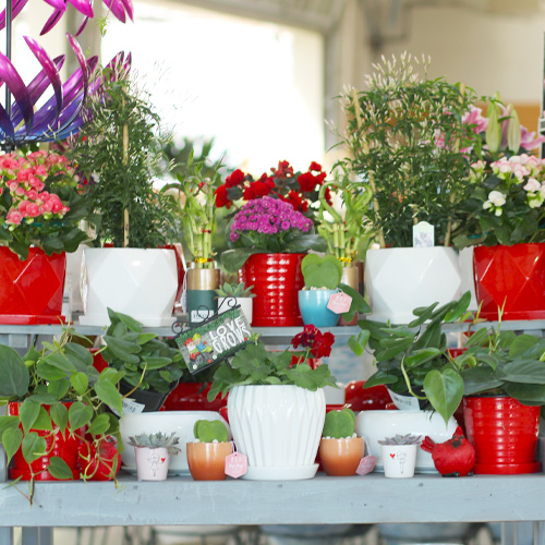 valentine's day plants