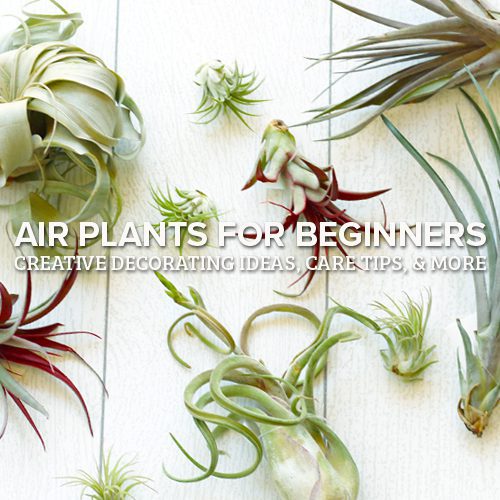 air plants for beginners
