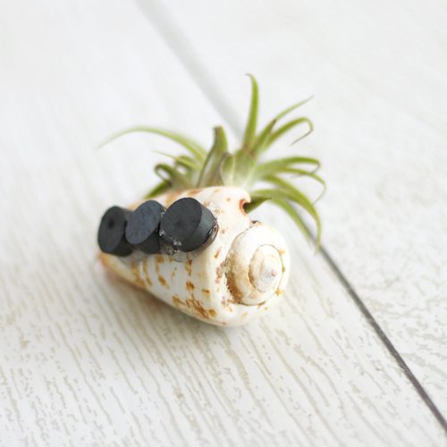 add magnets to seashell
