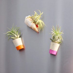 air plant magnets