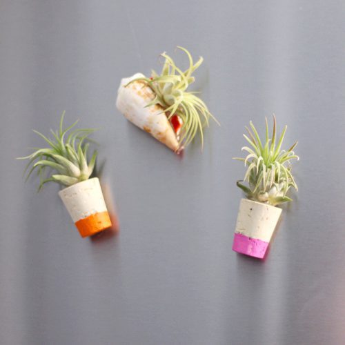 air plant magnets