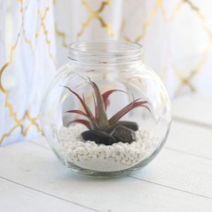terrarium with air plants