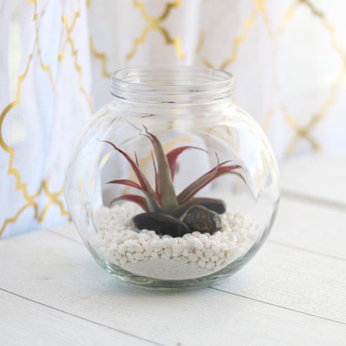 terrarium with air plants