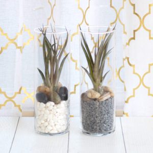 air plant in vase