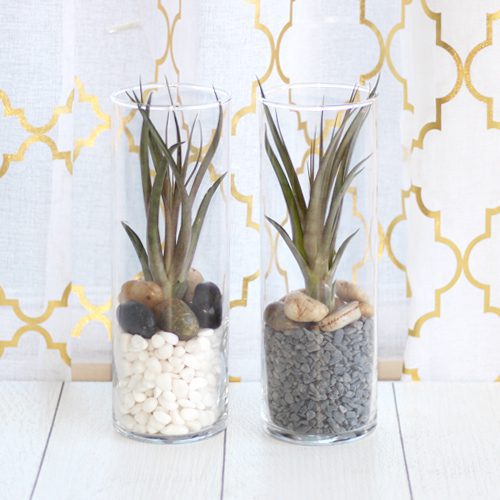 air plant in vase