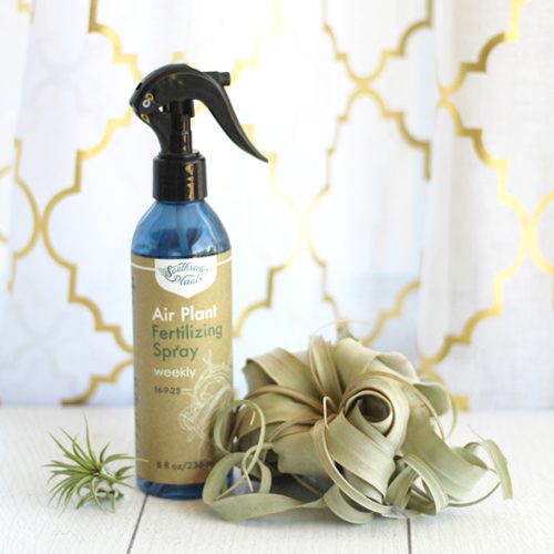 southside plants air plant fertilizing spray