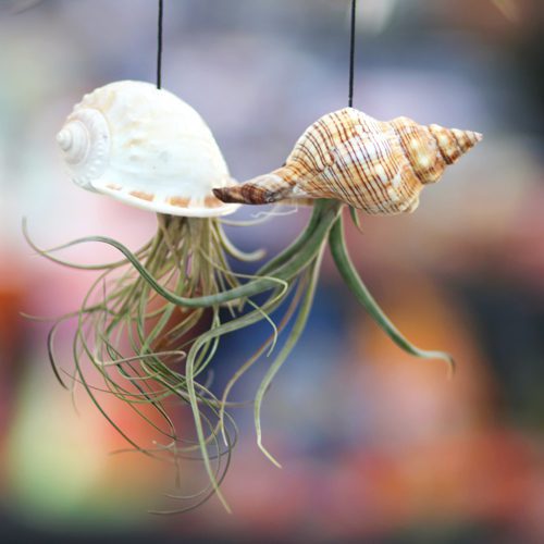 jellyfish air plant