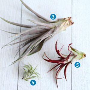 air plant selection