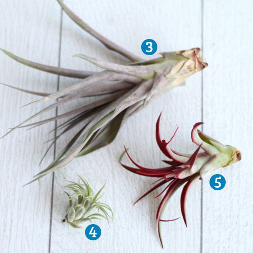 air plant selection
