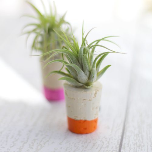 glue air plant onto cork