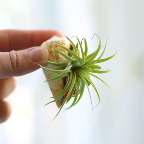 air plant in seashell