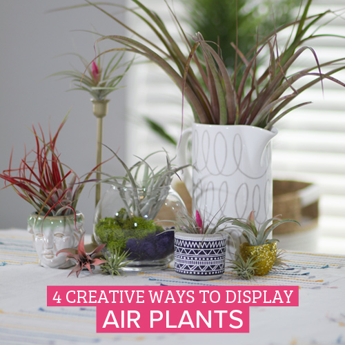 creative ways to display air plants