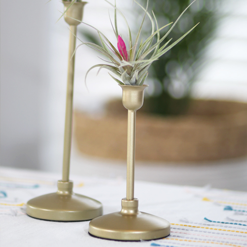 air plant on candlestick holder