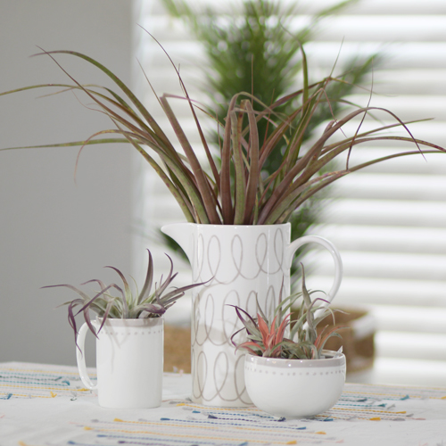 air plant in kitchenware
