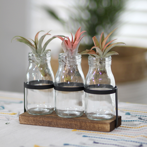 air plants in glass containers