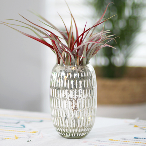 air plants in vase
