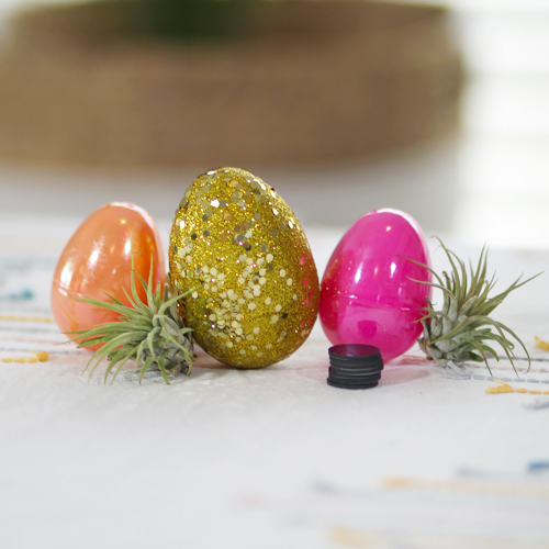 air plant magnet supplies