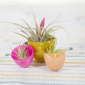 air plants in easter eggs