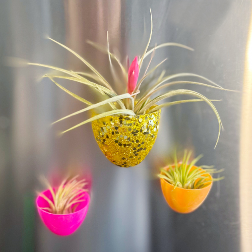air plant magnets