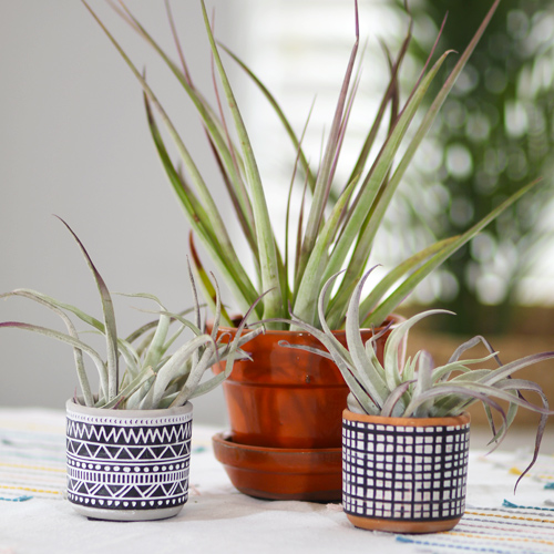 air plants in pottery