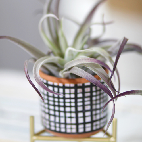 air plant decorating