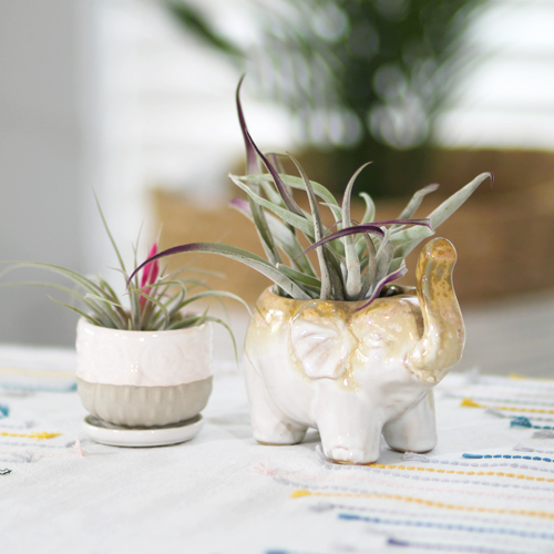 air plants in animal pottery