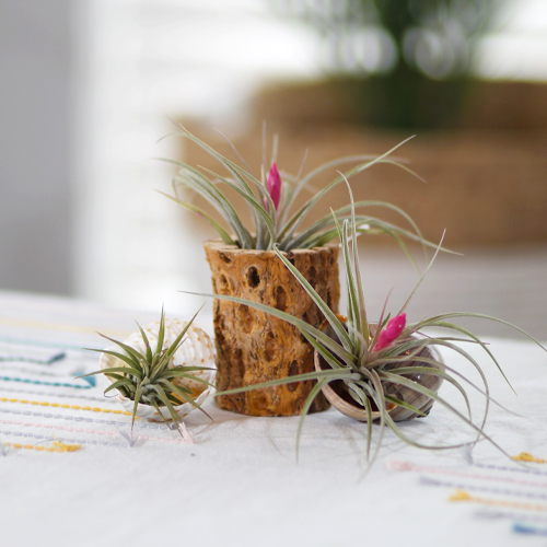 air plants with seashells
