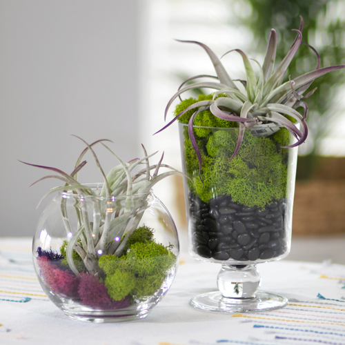 air plant aerium