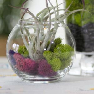 air plant with moss in glass bowl