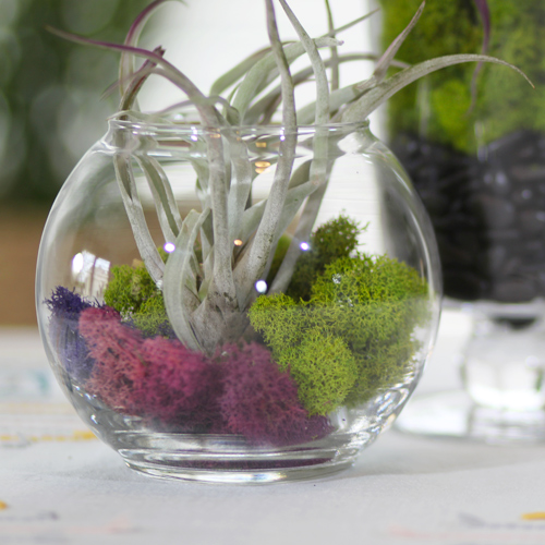 air plant with moss in glass bowl
