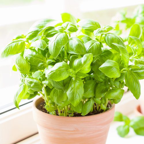 basil