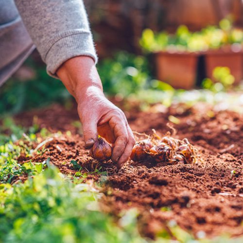 planting bulbs
