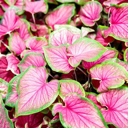 caladium