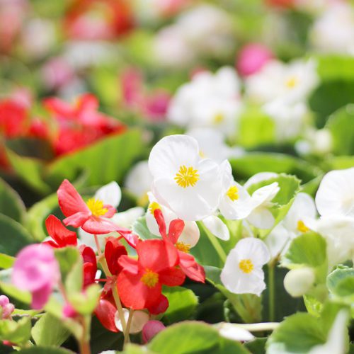 begonias