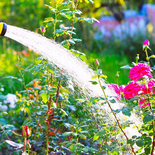 watering plants