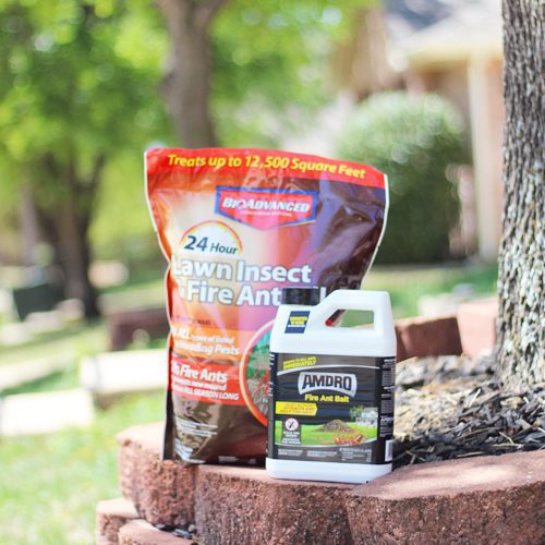 fire ant food