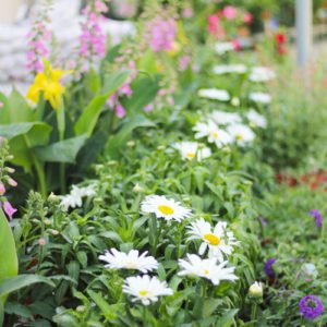 perennials