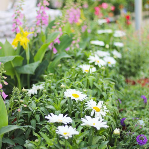 perennials