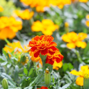 marigolds