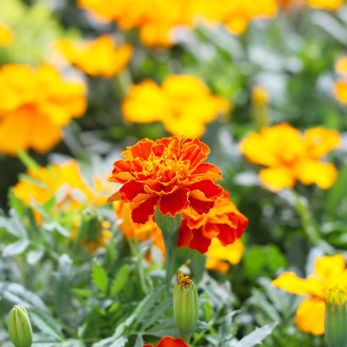 marigolds