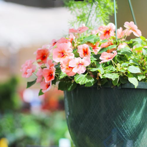 impatiens hanging basket