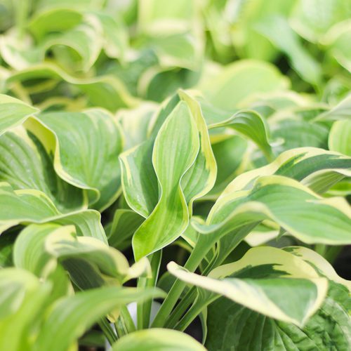 hosta