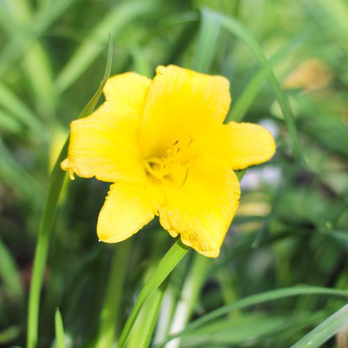 daylily