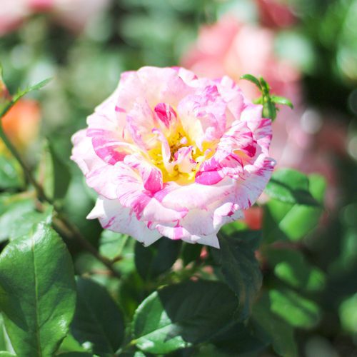 rose