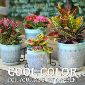 what to plant in august