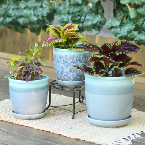 coleus
