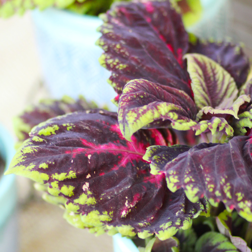 coleus leaves